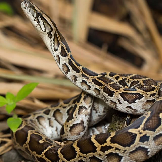  ......fehood   'recent posts' 