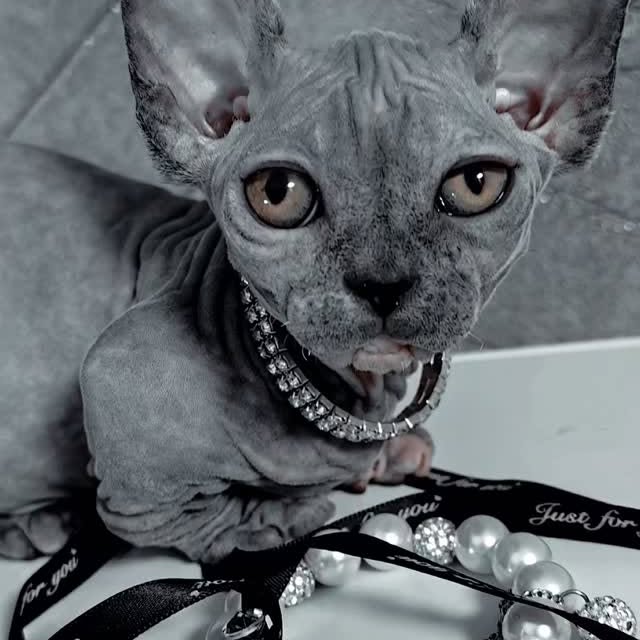  ......sphynx   'recent posts' 