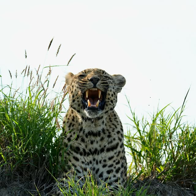  .........._sightings   'recent posts' 