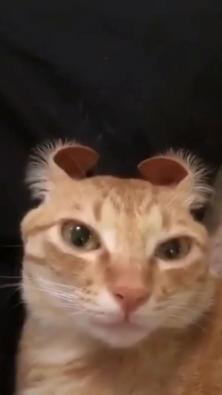Buy Posts from Cats Page on Tiktok