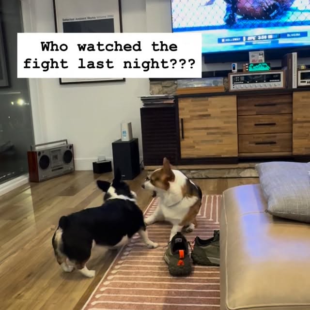  .....corgis   'recent posts' 