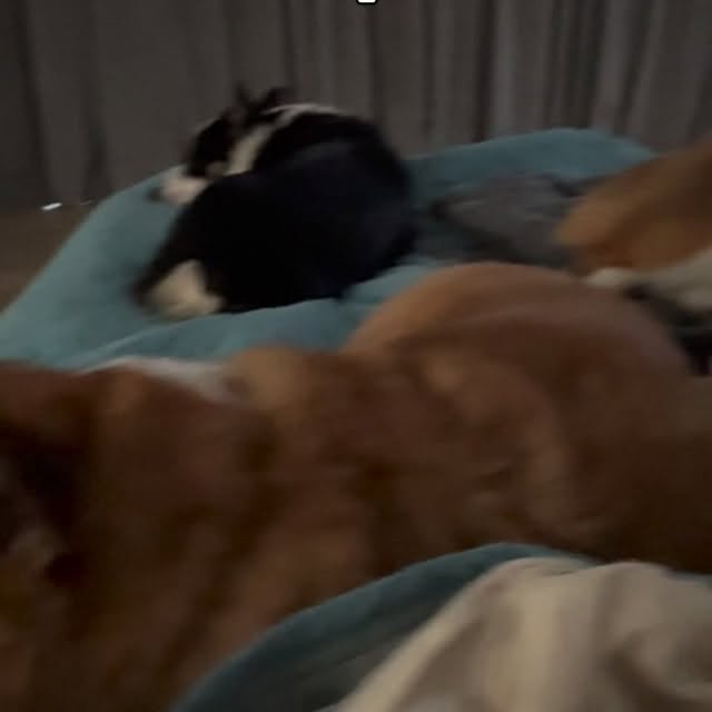  .....corgis   'recent posts' 