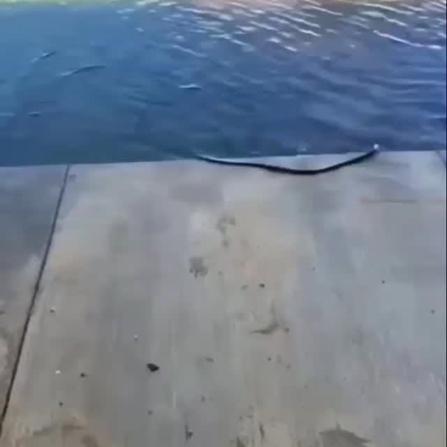  ......ogscute   'recent posts' 