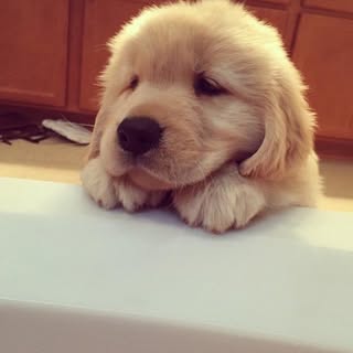 Hire ......pupsy influencer with 6.4k