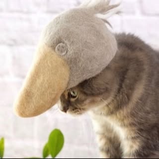 Hire ..........rdoftheday influencer with 32.1k