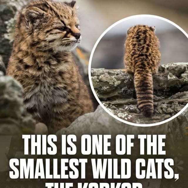  .....ervor   'recent posts' 