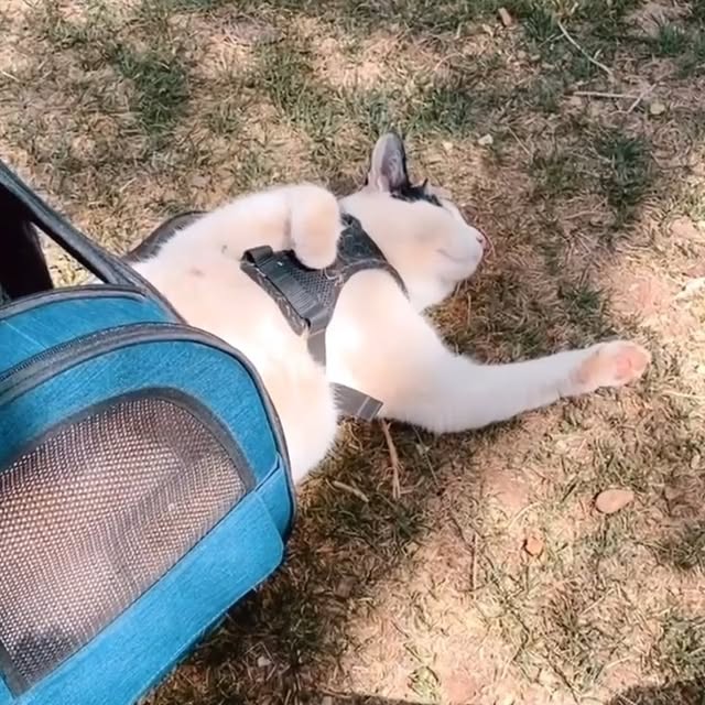  ......vanlife   'recent posts' 