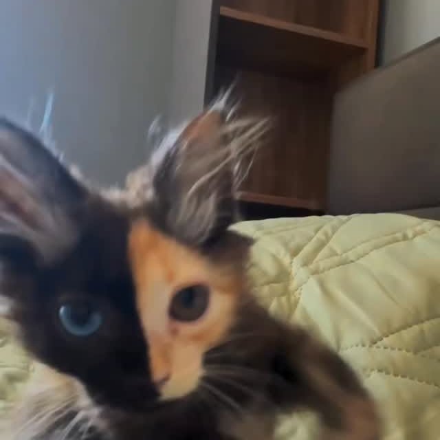  .......skittens   'recent posts' 