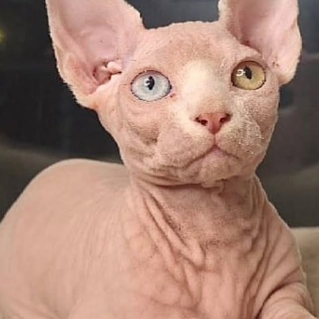  ......sphynx   'recent posts' 