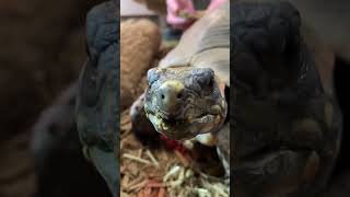  .....rthTv  'recent videos' 