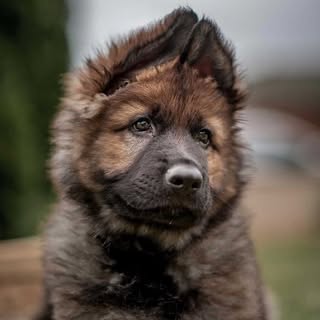 Hire ........epherd24 influencer with 113.9k