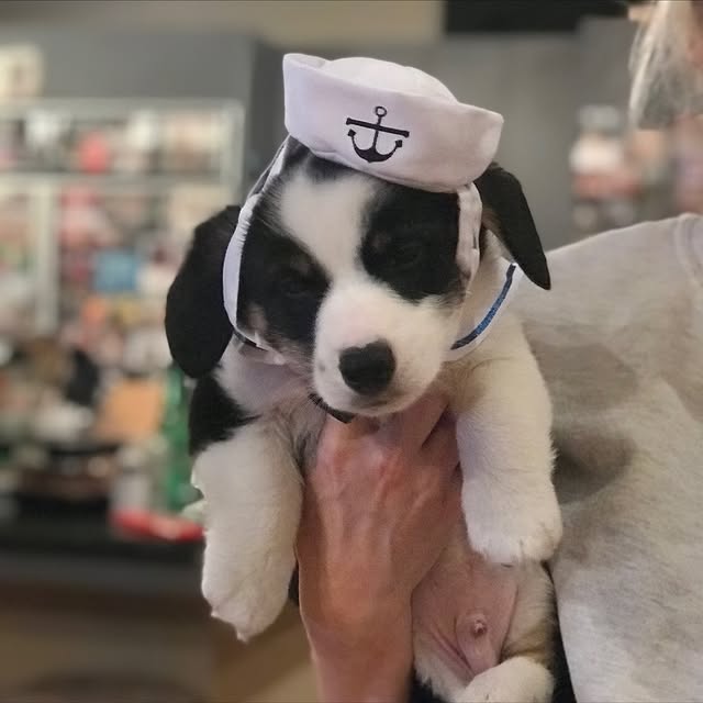  .....corgis   'recent posts' 