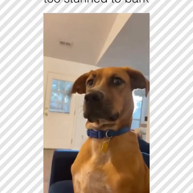  .....pawsz   'recent posts' 