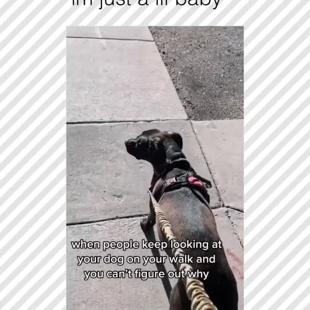  .....pawsz   'recent posts' 