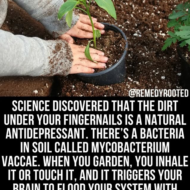  ........remedies   'recent posts' 