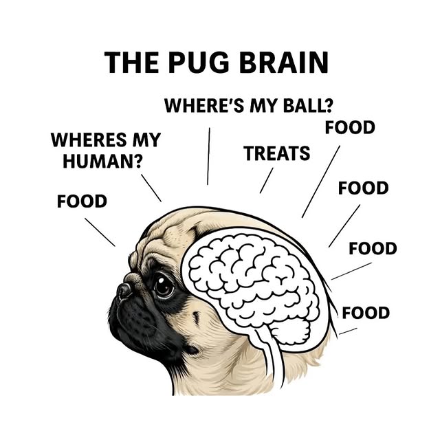  .....of.pug   'recent posts' 