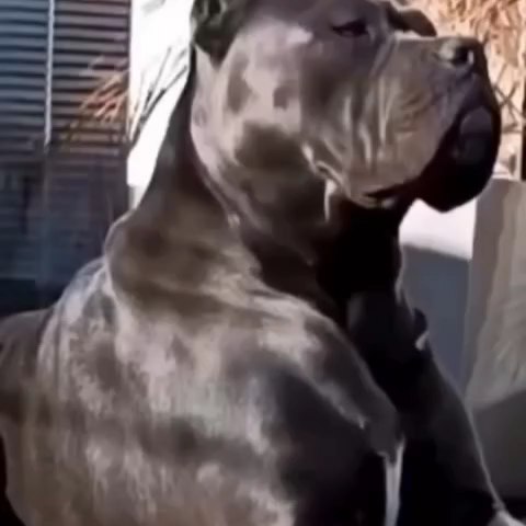  .........pet_world   'recent posts' 