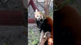  .....rthTv  'recent videos' 