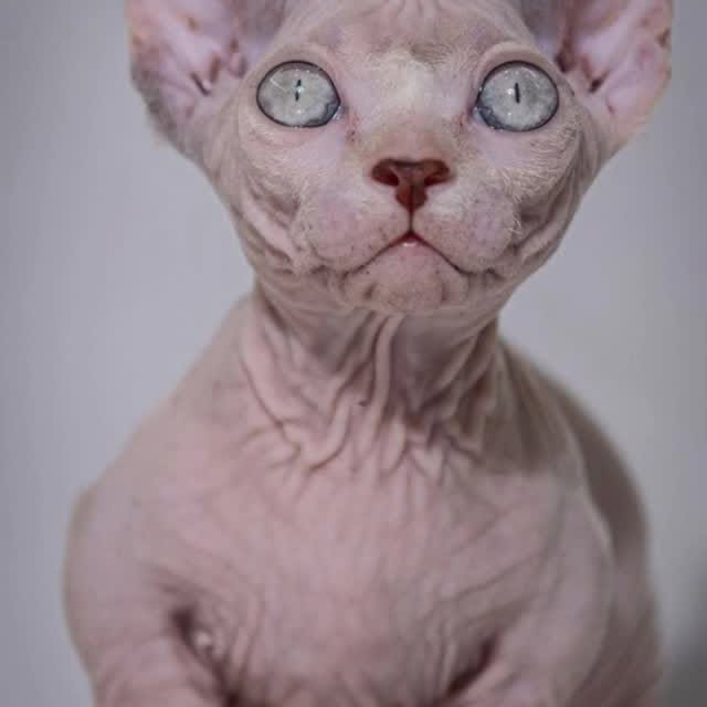  ......sphynx   'recent posts' 