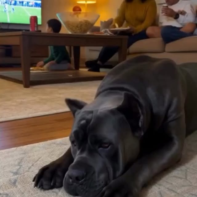  .........pet_world   'recent posts' 