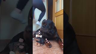  .......ler Life  'recent videos' 