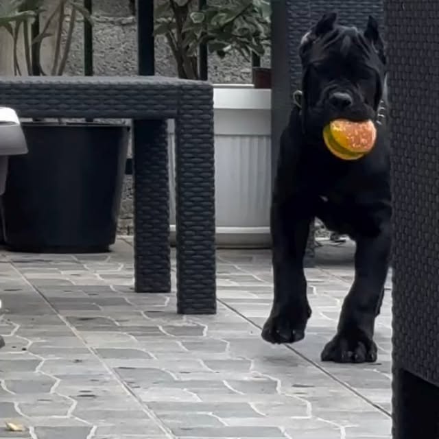  .........pet_world   'recent posts' 