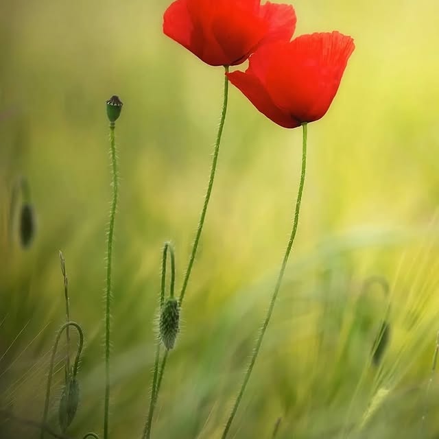  ..........discoverer   'recent posts' 