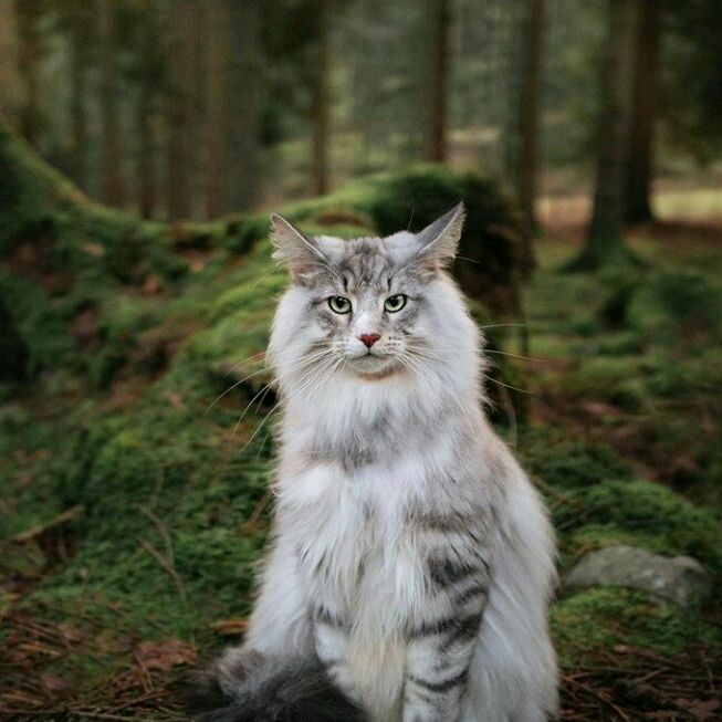 Hire ......lecats influencer with 13.5k