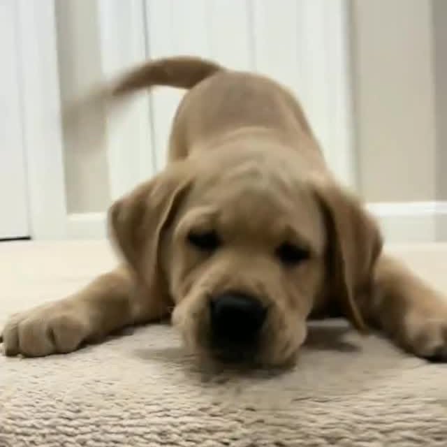  ....ofk9   'recent posts' 