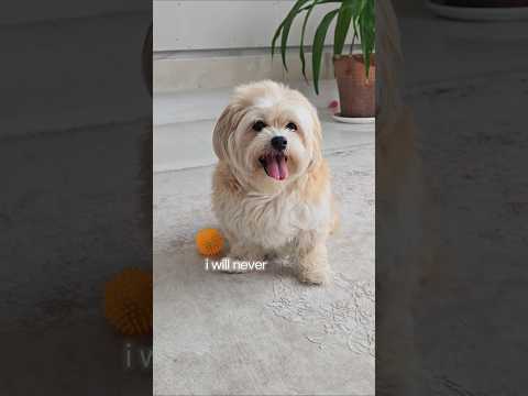  ..ni  'recent videos' 