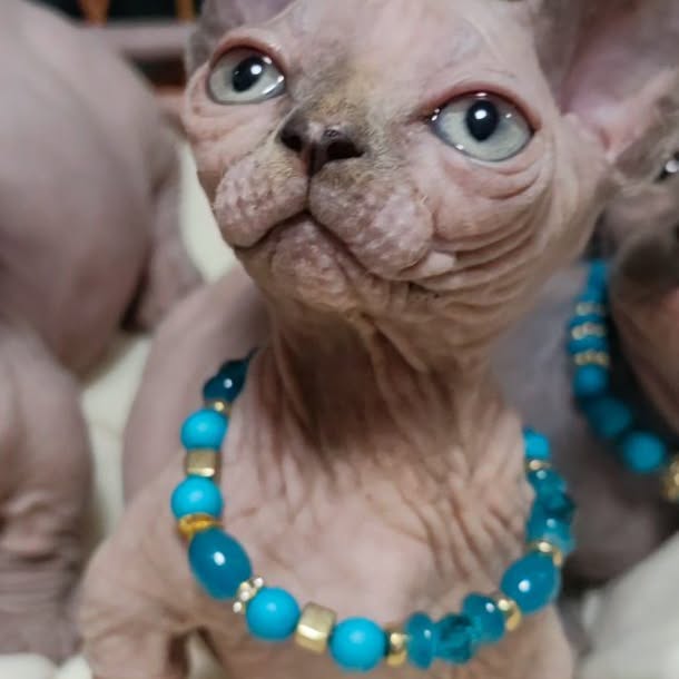  ......sphynx   'recent posts' 