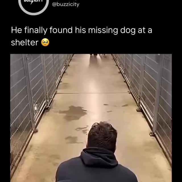  .....nimals   'recent posts' 