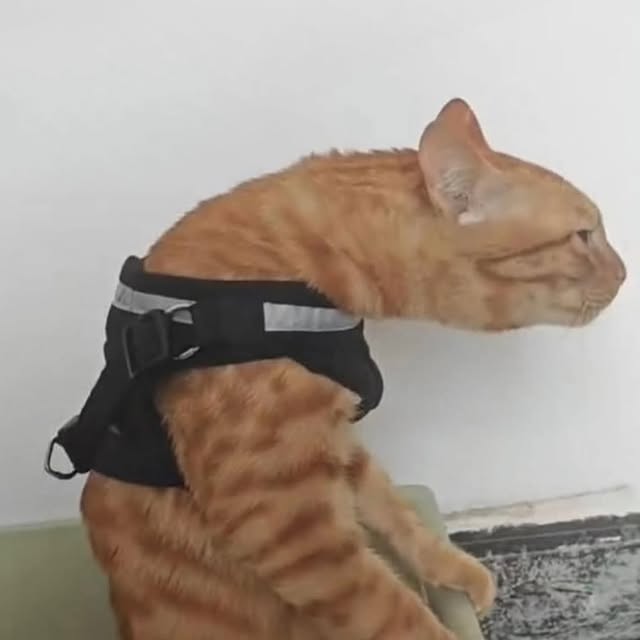  .....attos   'recent posts' 