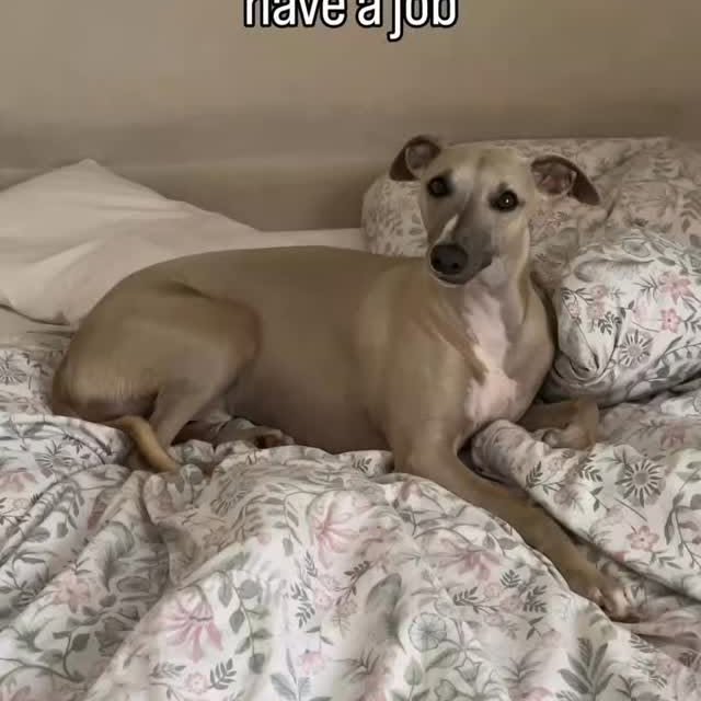  .....eiggy   'recent posts' 