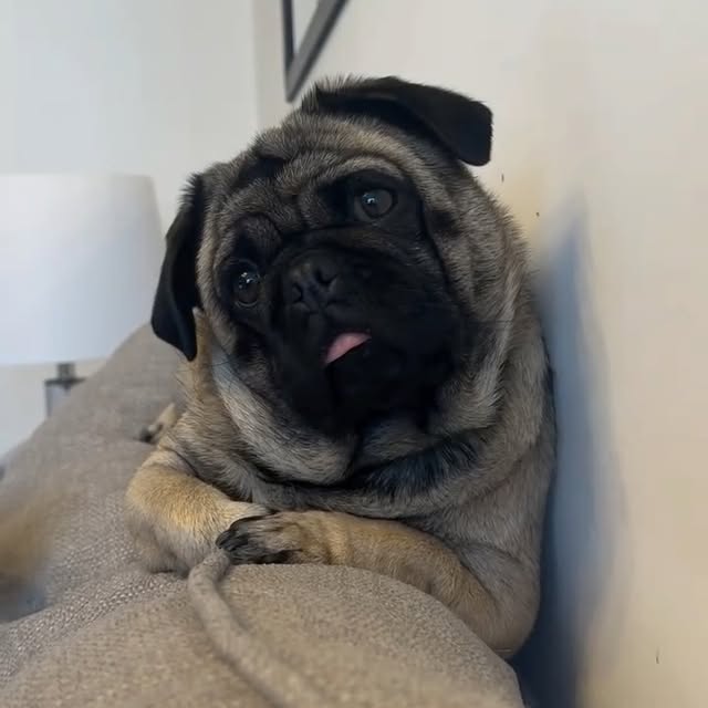  .......elazypug   'recent posts' 