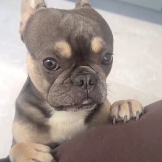  ..........ldogs_only   'recent posts' 