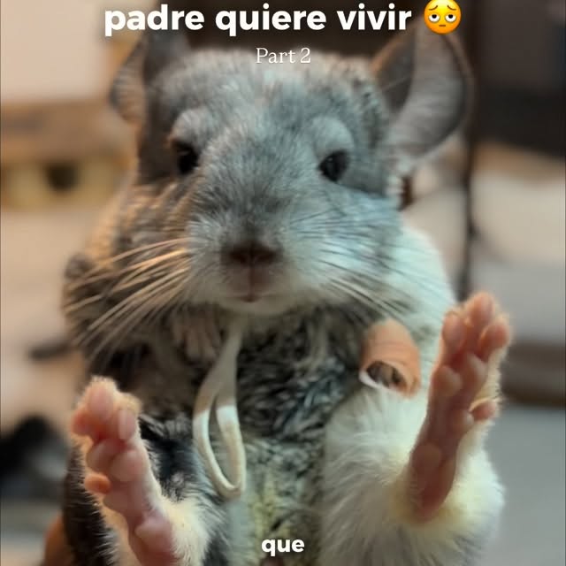  ........del_exito   'recent posts' 