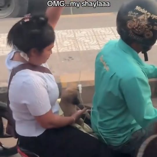  .....nimals   'recent posts' 