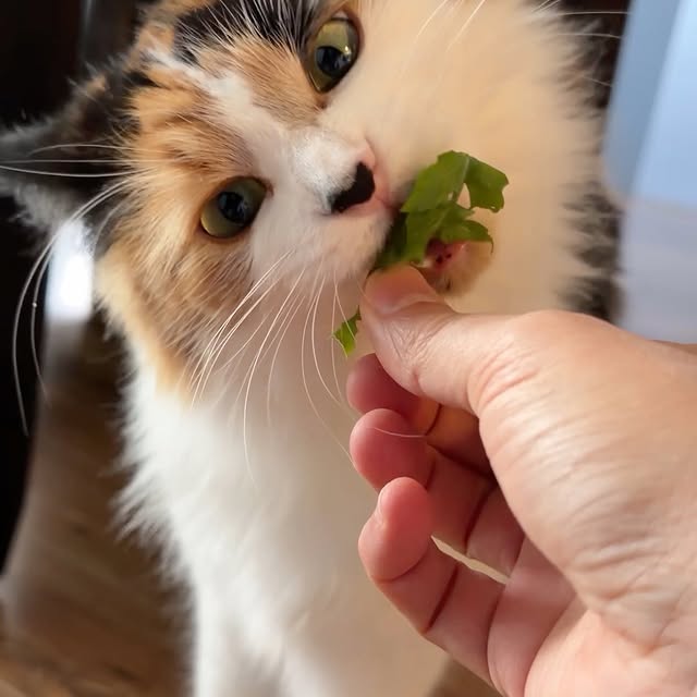  .........tofficial   'recent posts' 