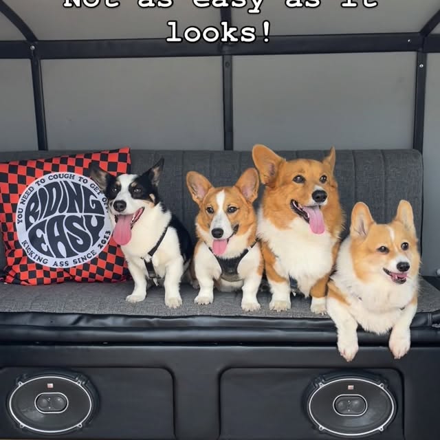  .....corgis   'recent posts' 