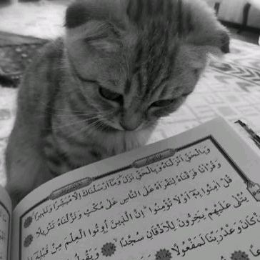 Hire ....flix influencer with 49k