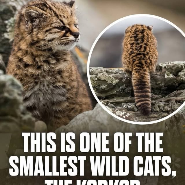  ......fervor   'recent posts' 