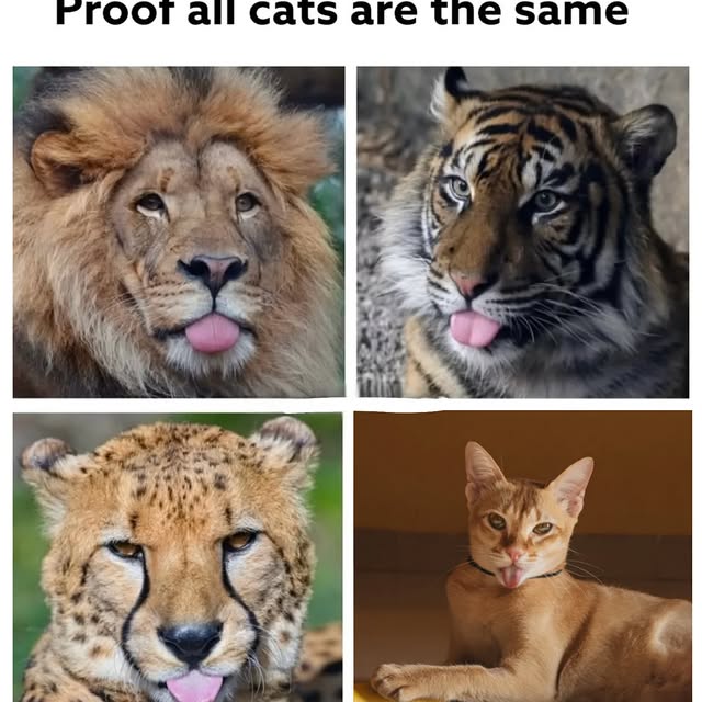  ...........irtonguesout   'recent posts' 