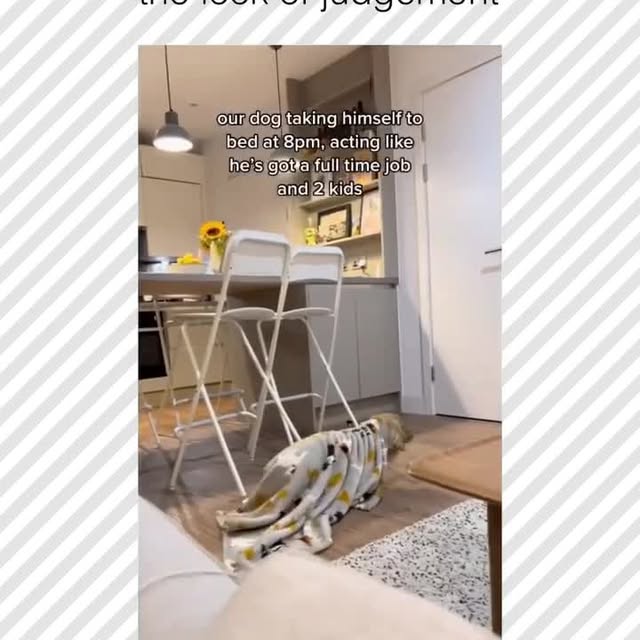  .....pawsz   'recent posts' 