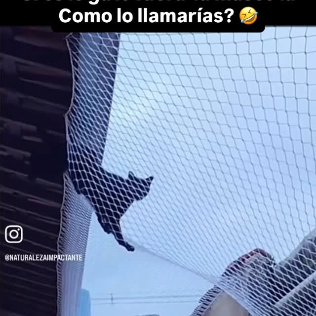  ........eliculas   'recent posts' 