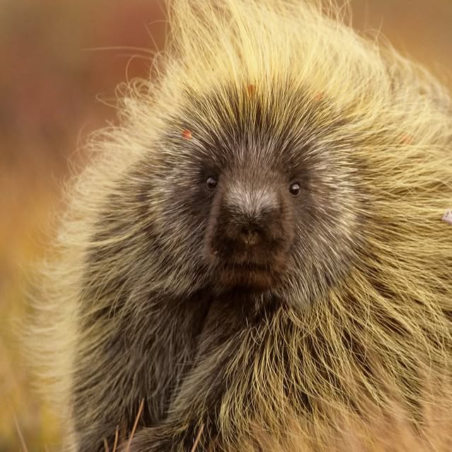  ......fehood   'recent posts' 