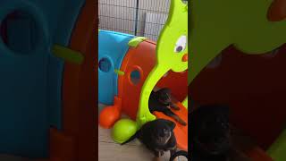  .......ler Life  'recent videos' 