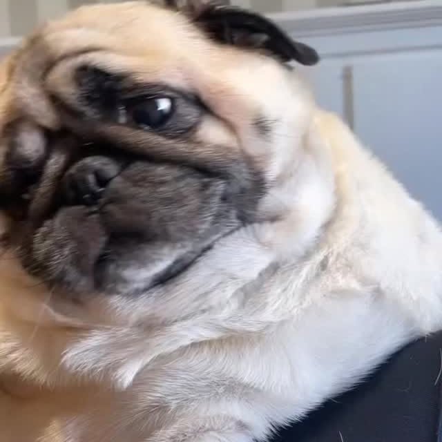  .....of.pug   'recent posts' 