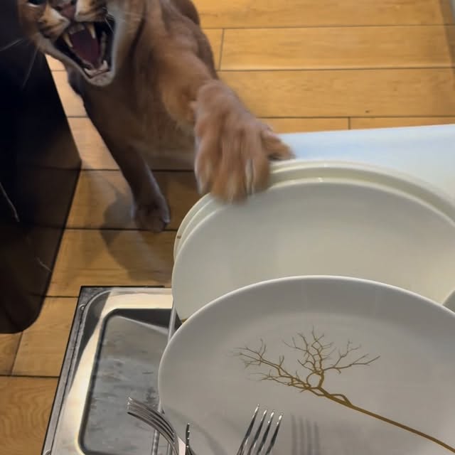  ......aracal   'recent posts' 