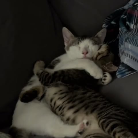  .......piecats   'recent posts' 